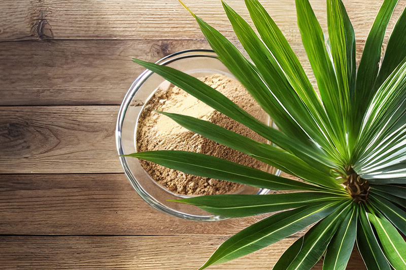 Palma sabałowa – dba o zdrowie mężczyzn